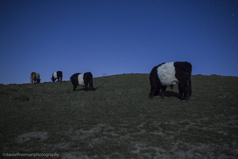 Cattle By Night Daniel Freeman Photography